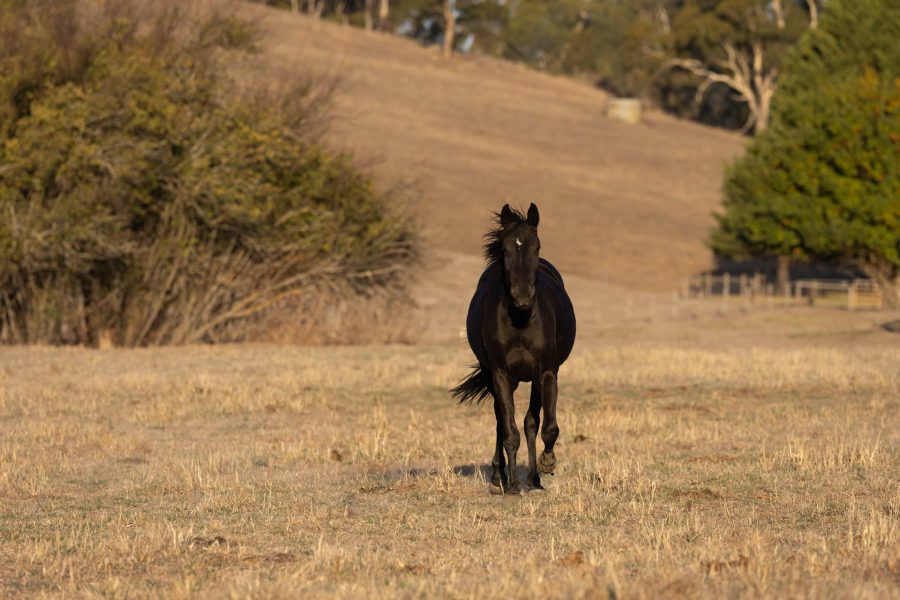 Kirkbys Stud Shimmer – HSH