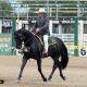 Kirkbys Stud Credit – HSH