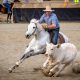 Kirkbys Stud Elvis – HSH