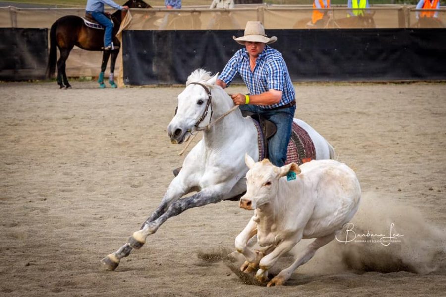 Kirkbys Stud Elvis – HSH