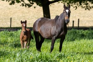 Kirkbys Stud White Rose – HSH