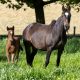 Kirkbys Stud White Rose – HSH
