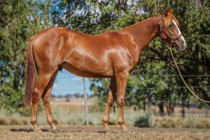 stock horses for sale