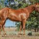 Kirkbys Stud Comanche – HSH