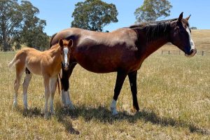 Kirkbys Stud Catnap – HSH
