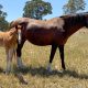 Kirkbys Stud Catnap – HSH
