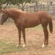 Kirkbys Stud Forty Winks – HSH