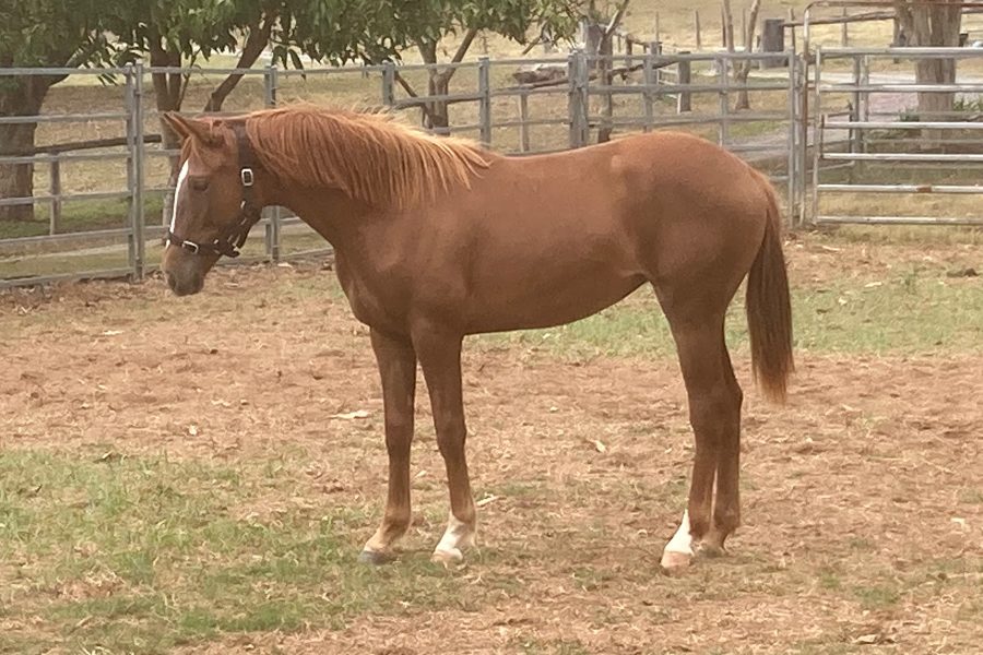 Kirkbys Stud Forty Winks – HSH
