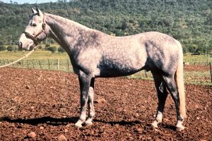 Kirkbys Stud Echo – HSH (dec.)