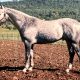 Kirkbys Stud Echo – HSH (dec.)
