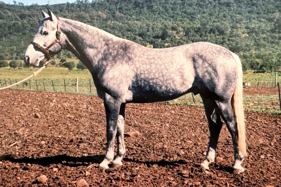 Kirkbys Stud Echo – HSH (dec.)