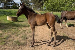 More colt foals!