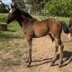 More colt foals!