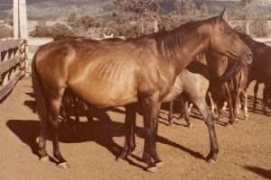 Kirkbys Companion – HSH