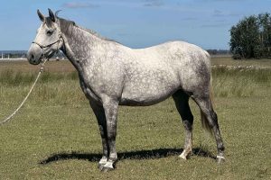 Kirkbys Stud Stardust