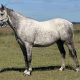 Kirkbys Stud Stardust