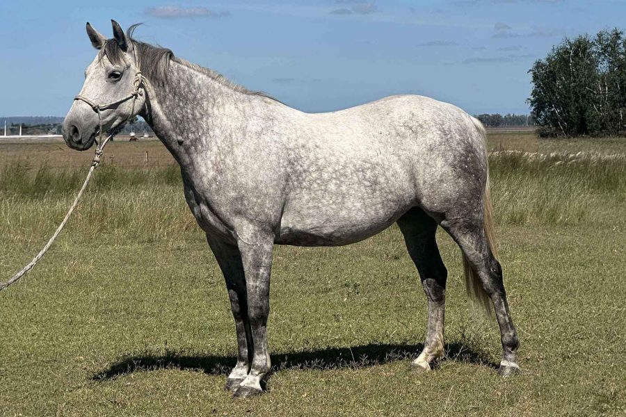 Kirkbys Stud Stardust