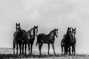 2025 Foaling