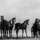 2025 Foaling