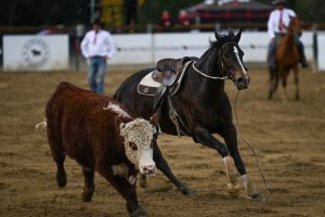 Contiki’s 2025 Willinga Park Gold Buckle Final