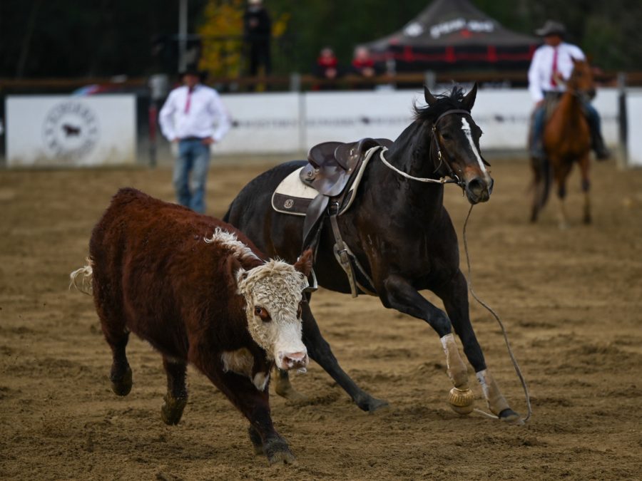 Contiki’s 2025 Willinga Park Gold Buckle Final