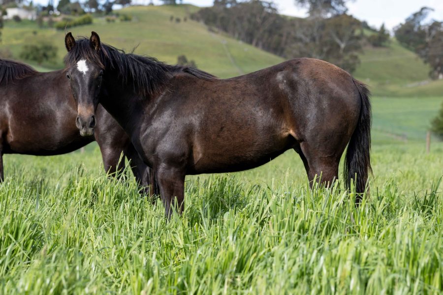 Kirkbys Stud Aster – HSH