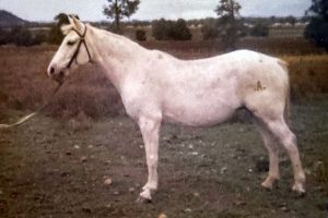 Kirkbys Bikini – IM HSH