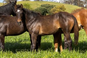 Kirkbys Stud Bravo – HSH