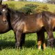 Kirkbys Stud Bravo – HSH