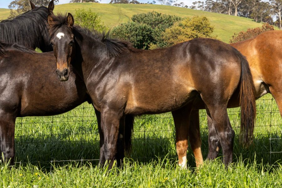 Kirkbys Stud Bravo – HSH