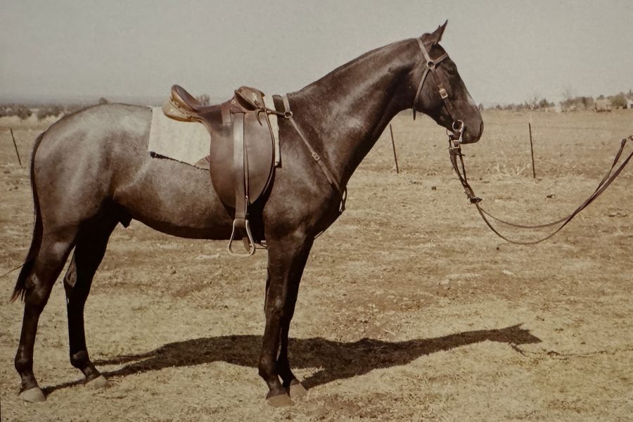Foundation stallion Kirkbys Commando