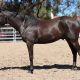 Kirkbys Stud Everest – HSH