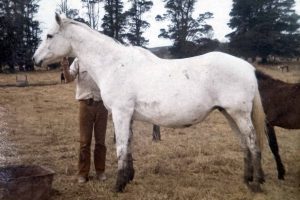 KIRKBYS WHITEY – FM HSH