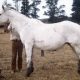 KIRKBYS WHITEY – FM HSH