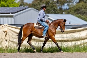 Kirkbys Stud Pasito – HSH