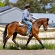 Kirkbys Stud Pasito – HSH