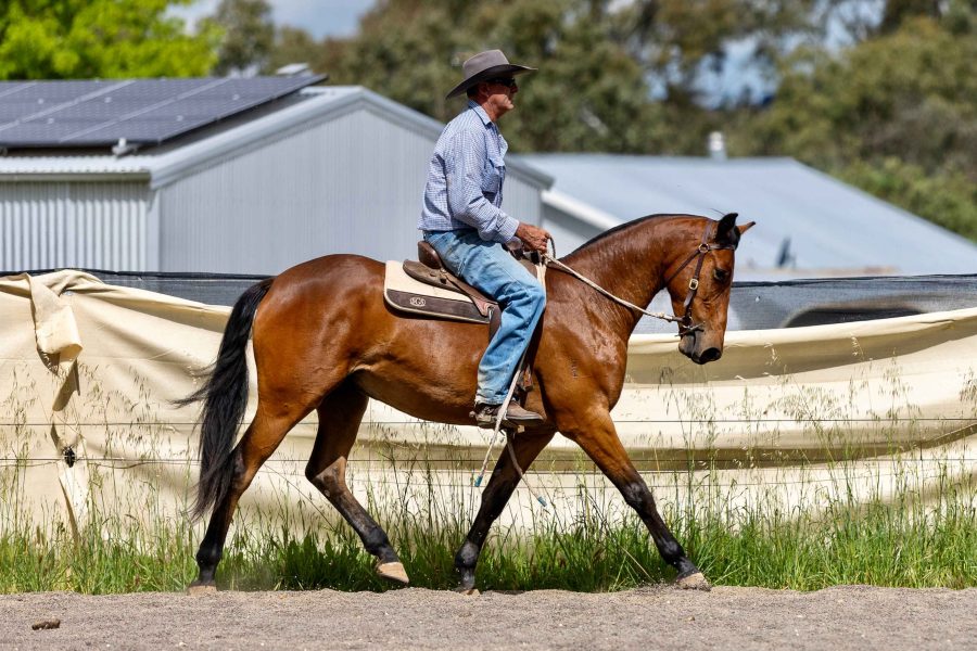 Kind & Smart Gelding for Dalby ASH Sale