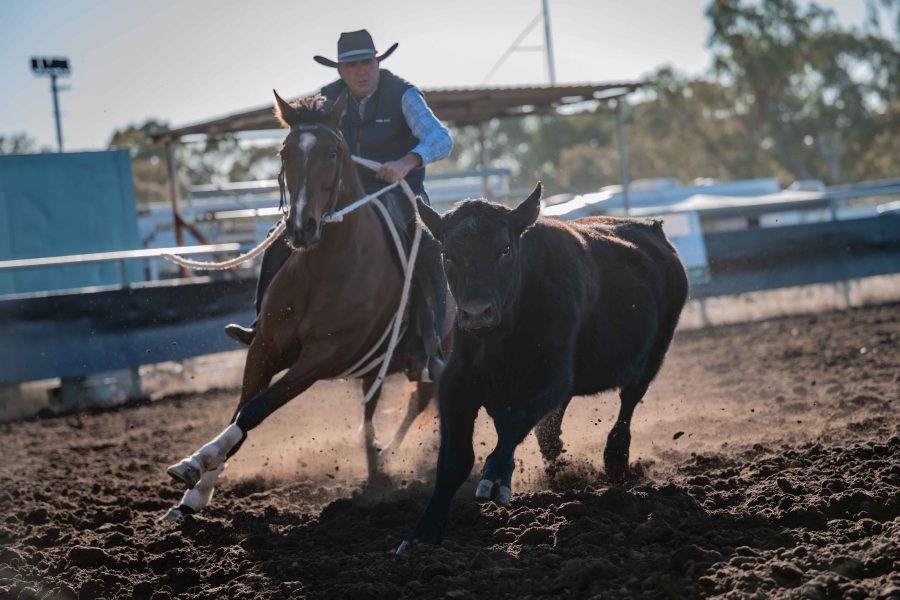 Versace is SCA Res Champion Novice Horse