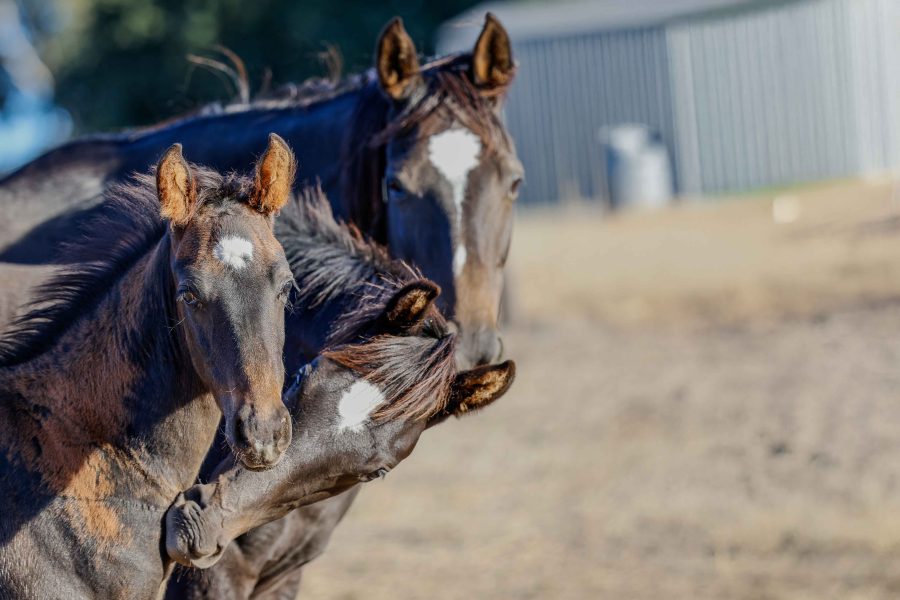 Ancient DNA Reveals How Horses Became Rideable