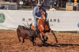 4 places with 3 mares at the ASH National Campdraft Championship