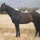 Kirkbys Stud Remedy – HSH (dec.)
