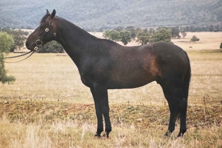 Kirkbys Stud Remedy – HSH (dec.)