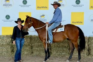 Cracking Start for Dalby Sale Horse