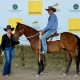 Cracking Start for Dalby Sale Horse