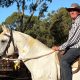 White Horse, White Ribbon!