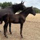 Cracking ET Filly